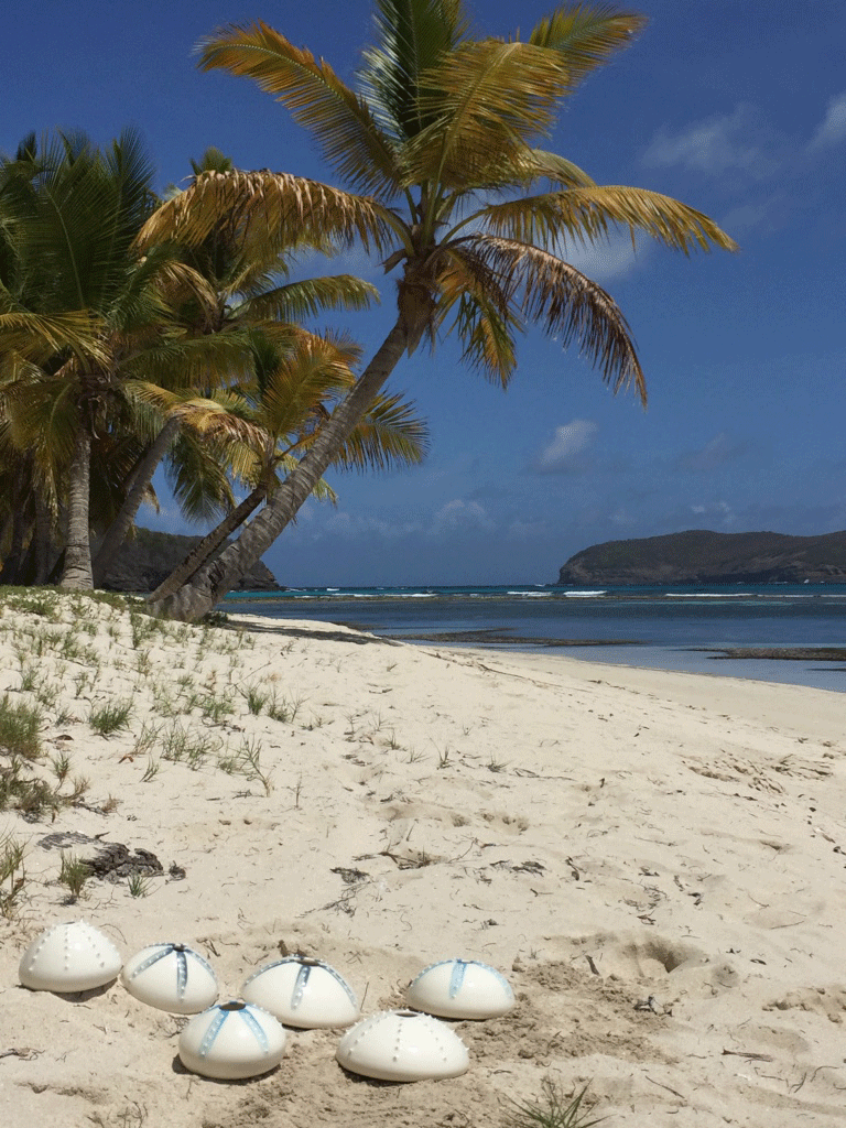 beach and palm trees