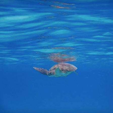 Hawksbill turtle in blue Caribbean sea