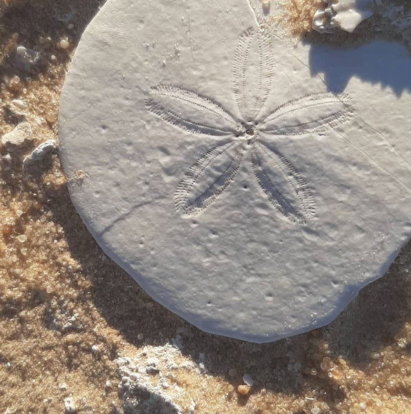 sand dollar for hope and peace lotty b pink house mustique
