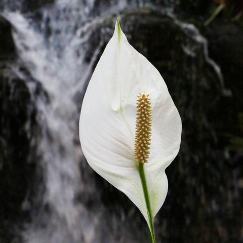 Peace Lilly Bloom