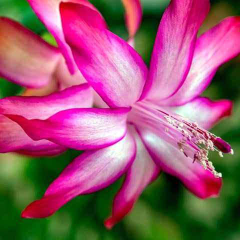 Christmas Cactus Bloom- Pink