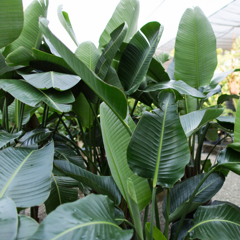 Birds of paradise leaves