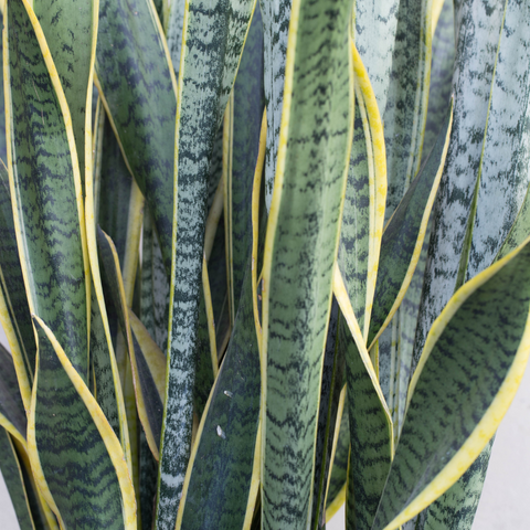 snake plant