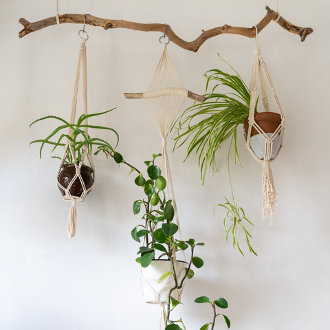 hanging plants in macrame planter