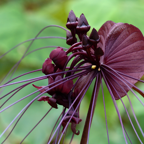 Bat Flower plant