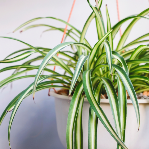 spider plant