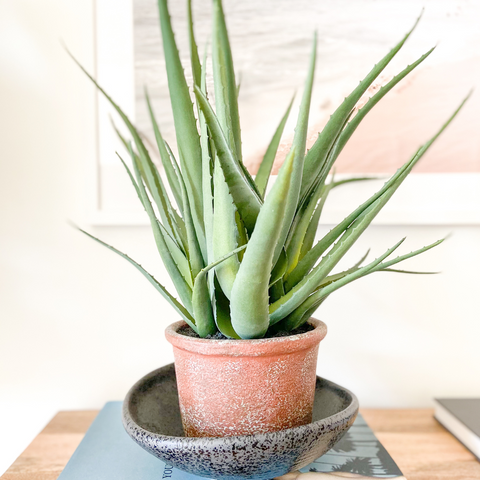 aloe plant