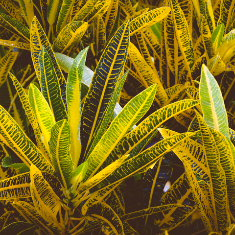 Yellow Croton Plant