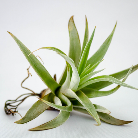 air plant sitting on white background