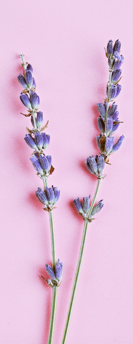 lavender sprig