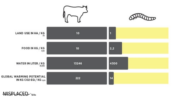 Edible insects (Mealworms) vs Beef - Environmental impact