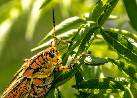 Grasshoppers, unchanged since the age of dinosaurs