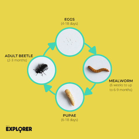 Mealworm Menu: What do Mealworms Eat? – Hive Explorer