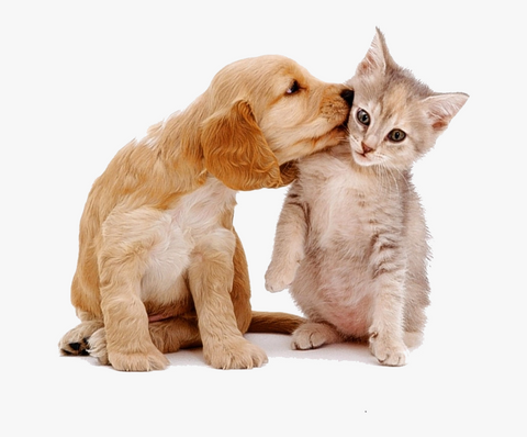 Dog kissing cat