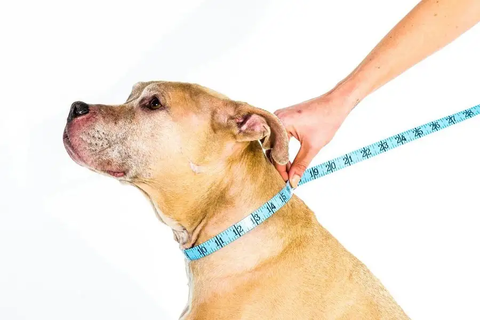 measuring dog neck