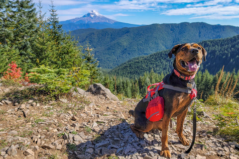 Dog standing in the mountain