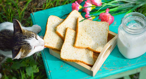Cat eating Bread
