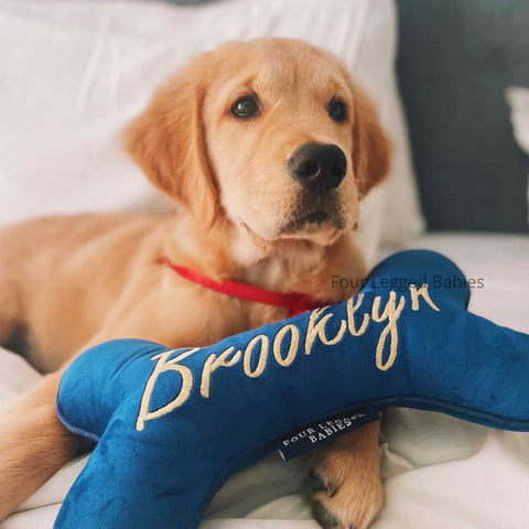 Dog with name tag