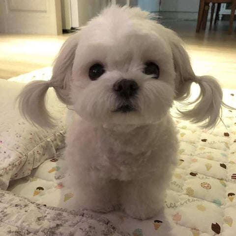Pigtail ears white dog