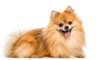 Pomeranians