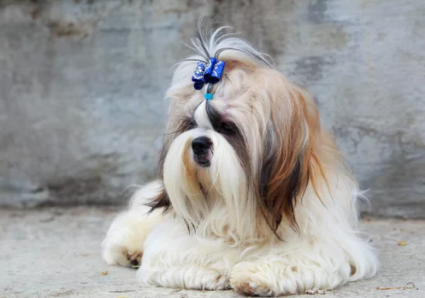 4 Adorable Shih Tzu Haircuts to Ask Your Groomer to Try