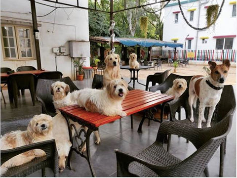 TherPUP Dog Café Bengaluru