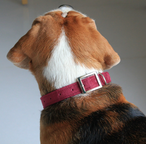 luxury dog collar 