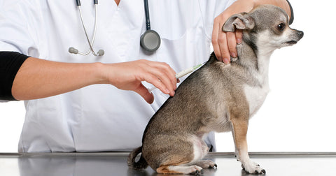 Dog vaccination
