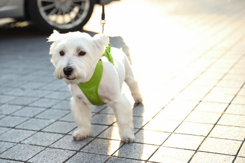 White Terrier dog on sidewalk outdoors
