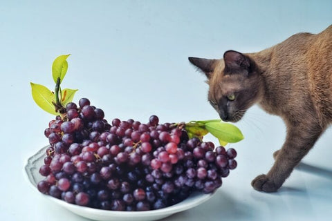 Cat eating Berries