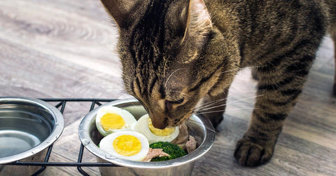 Cat eating eggs