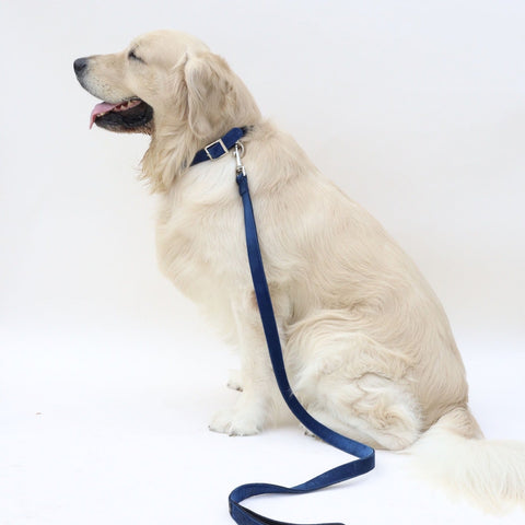 dog collar and leash