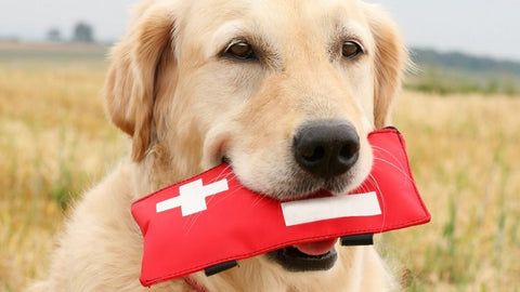 Dog first-aid kit