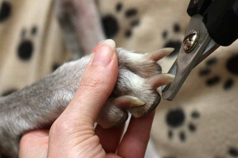 Trim dogs nails