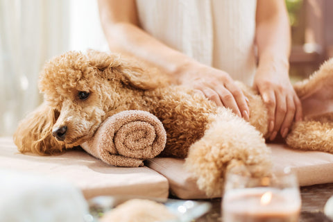 Massaging your dog