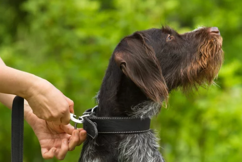 Black dog with Black Collar