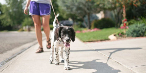 dog walking in hot temperature