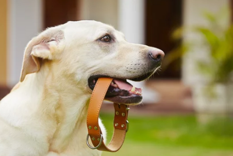 dog collar in dog mouth