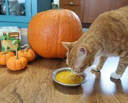 Cat eating Pumpkin