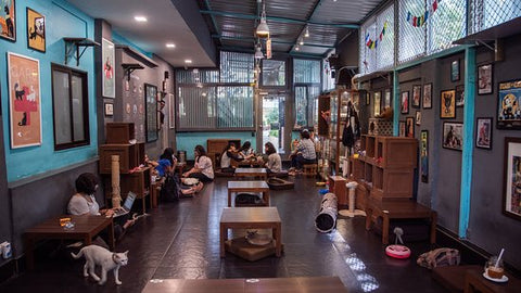 Cat Café Studio, Mumbai