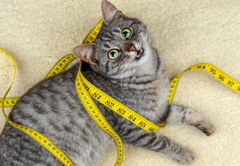 Measurement of your cat