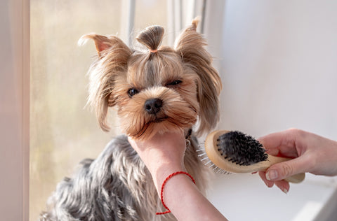 Brushing your dog
