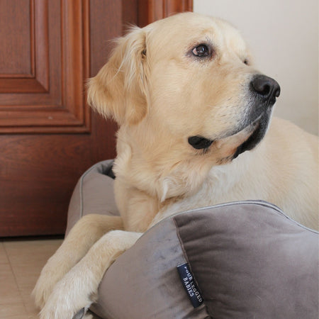 Chivalrous Luxurious Grey Dog Bed Removable Italian Velvet Cover & Machine Washable Bed For Daily Use