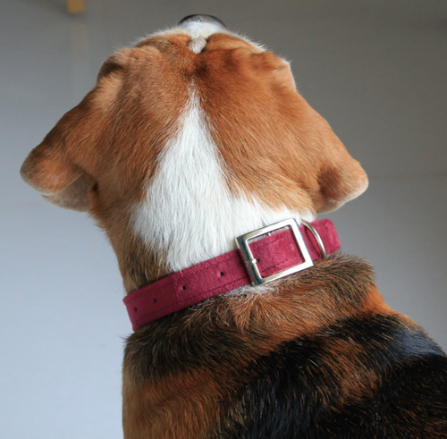 Crimson Velvet Collar