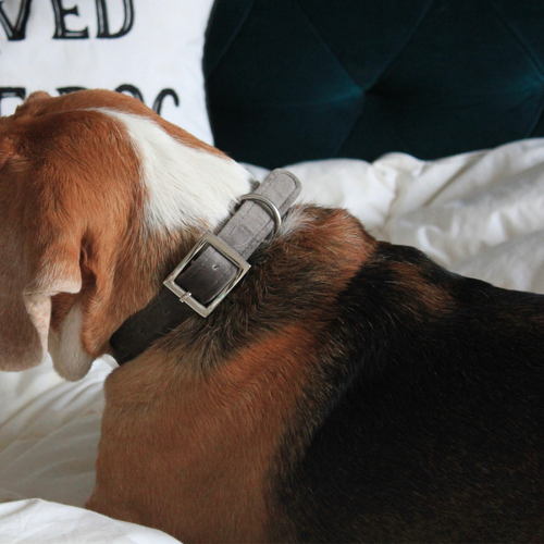 Dog wearing Grey Velvet Collar