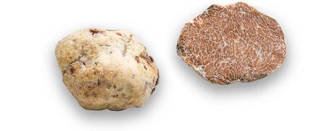 Alba White Truffle or Tuber Magnatum Pico