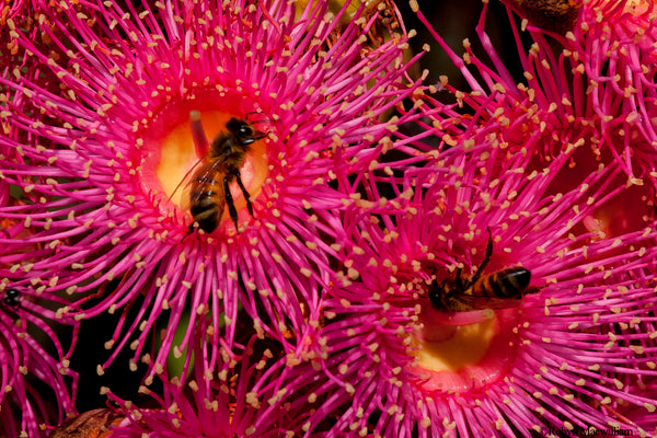 Swamp Bloodwood Pink Blossoms with bees
