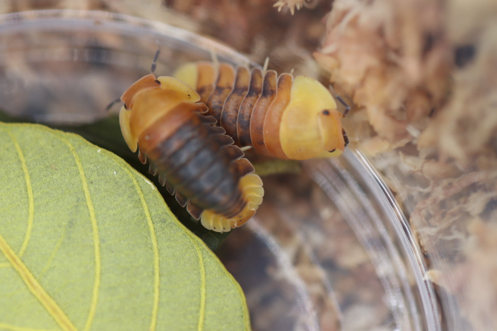 CUBARIS SP 'Rubber Ducky - Mixed' Isopods