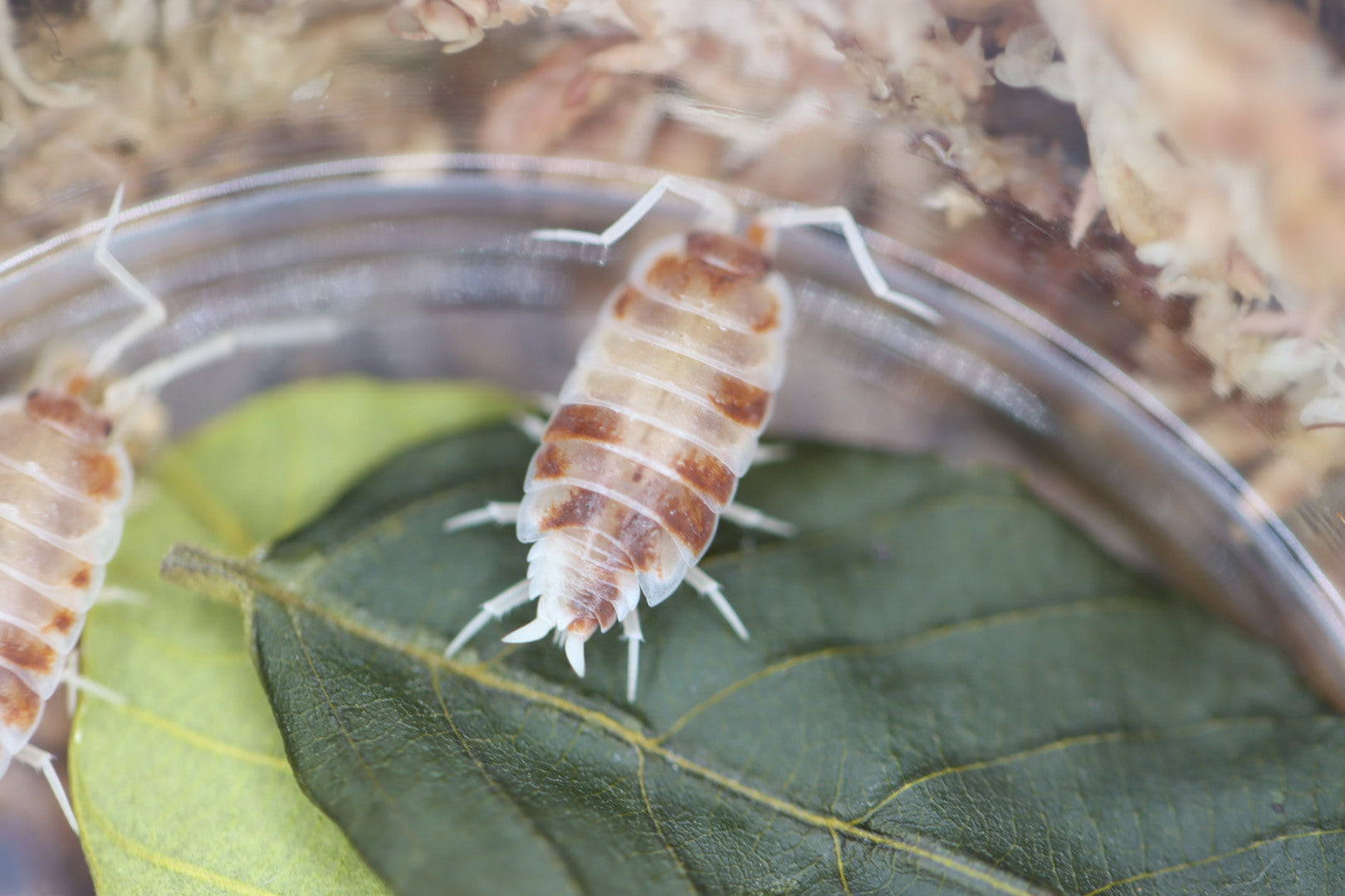 PORCELLIONIDES PRUINOSUS 'Orange Cream' Isopods – Isoflora