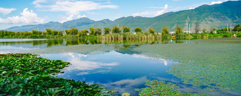 Wetlands in the world